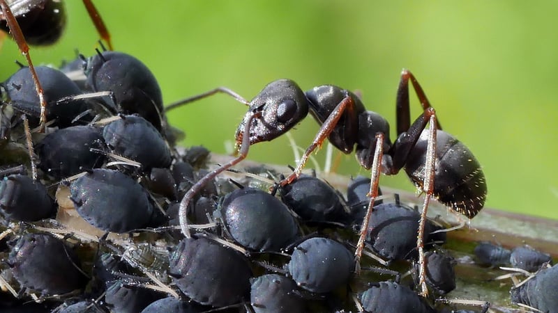 Aphids on a plant