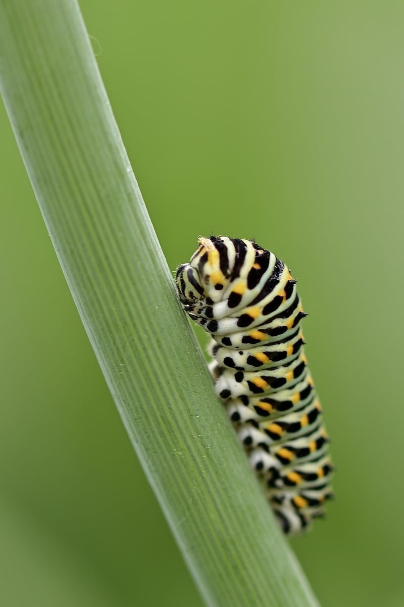 Caterpillar on a leaf