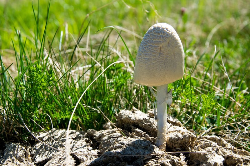 Synthetic Fertilizer