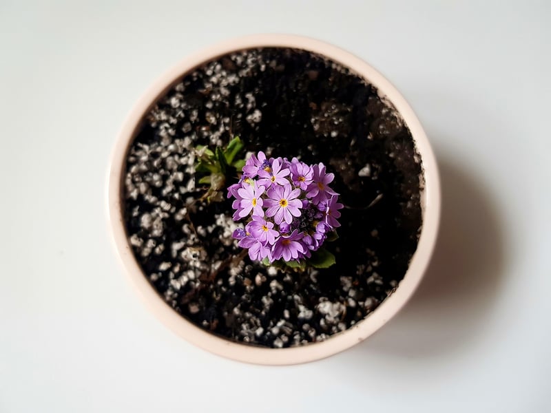 Plants
