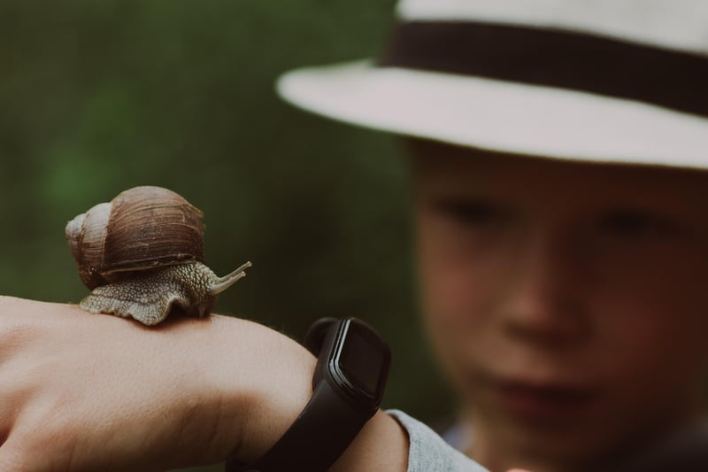 Snail on a leaf